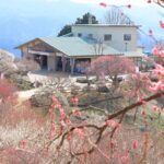 長瀞 宝登山を登り「梅百花園」へ　花めぐりハイキング開催！2/20～