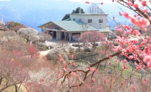 長瀞 宝登山を登り「梅百花園」へ 花めぐりハイキング開催!2/20~