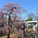 世田谷・羽根木公園で「せたがや梅まつり」梅ジャムや和菓子の販売も