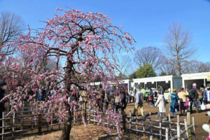 世田谷・羽根木公園で「せたがや梅まつり」梅ジャムや和菓子の販売も