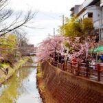 松戸市で「松戸宿坂川 河津桜まつり」坂川沿道で開催！ 3/7日～
