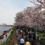 隅田川の春の風物詩「第44回 墨堤さくらまつり」開催！3/20日～