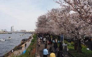隅田川の春の風物詩「第44回 墨堤さくらまつり」開催！3/20日～