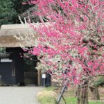 水戸・偕楽園で、3,000本の梅がいよいよ見頃「梅まつり」3/22日まで！