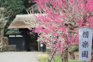 水戸・偕楽園で、3,000本の梅がいよいよ見頃「梅まつり」3/22日まで！