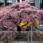 車窓の「大宮操の桜」が間もなく満開！夕方からはライトアップも