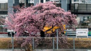 車窓の「大宮操の桜」が間もなく満開！夕方からはライトアップも