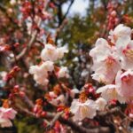岐阜・大垣市「大垣公園」で、早咲きの河津桜が綺麗に咲いています！