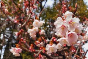 岐阜・大垣市「大垣公園」で、早咲きの河津桜が綺麗に咲いています！