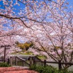 千葉・鋸南で早咲きの「頼朝桜」が見ごろ！町内全域に約1万5000本