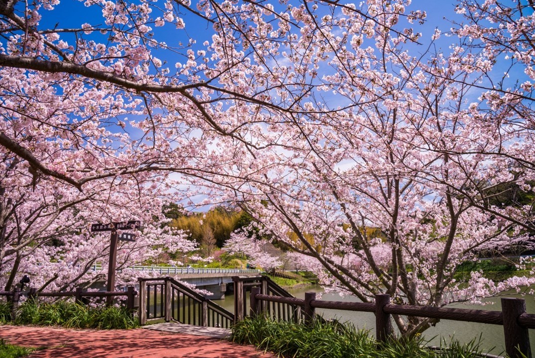 千葉・鋸南で早咲きの「頼朝桜」が見ごろ！町内全域に約1万5000本