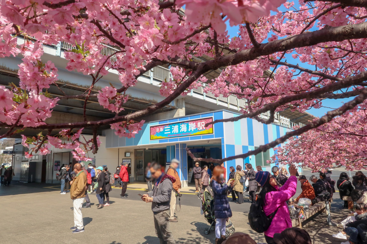 京急・三浦海岸「桜まつり」開催中!約1000本の河津桜がほぼ満開!