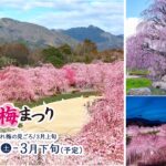 鈴鹿の「森庭園」で、しだれ梅がほぼ満開！夜間のライトアップも