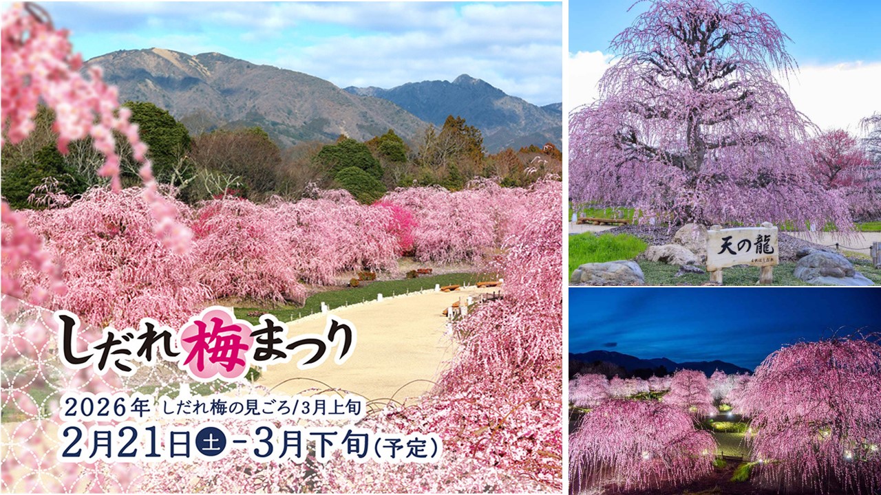 鈴鹿の「森庭園」で、しだれ梅がほぼ満開！夜間のライトアップも