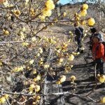 千葉市の泉自然公園で、黄色いロウバイや紅梅・白梅も次々と開花へ！