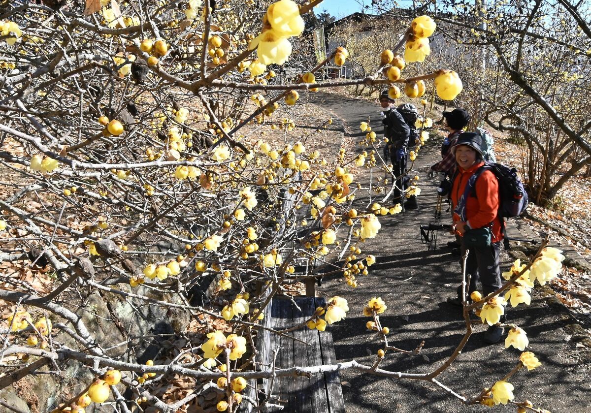 千葉市の泉自然公園で、黄色いロウバイや紅梅・白梅も次々と開花へ！