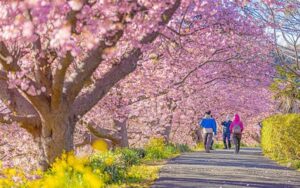 南伊豆で河津桜が見ごろ「みなみの桜と菜の花まつり」開催中！