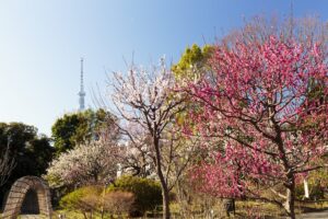 国指定名勝・史跡「向島百花園」で「梅まつり」開催！2月7日から