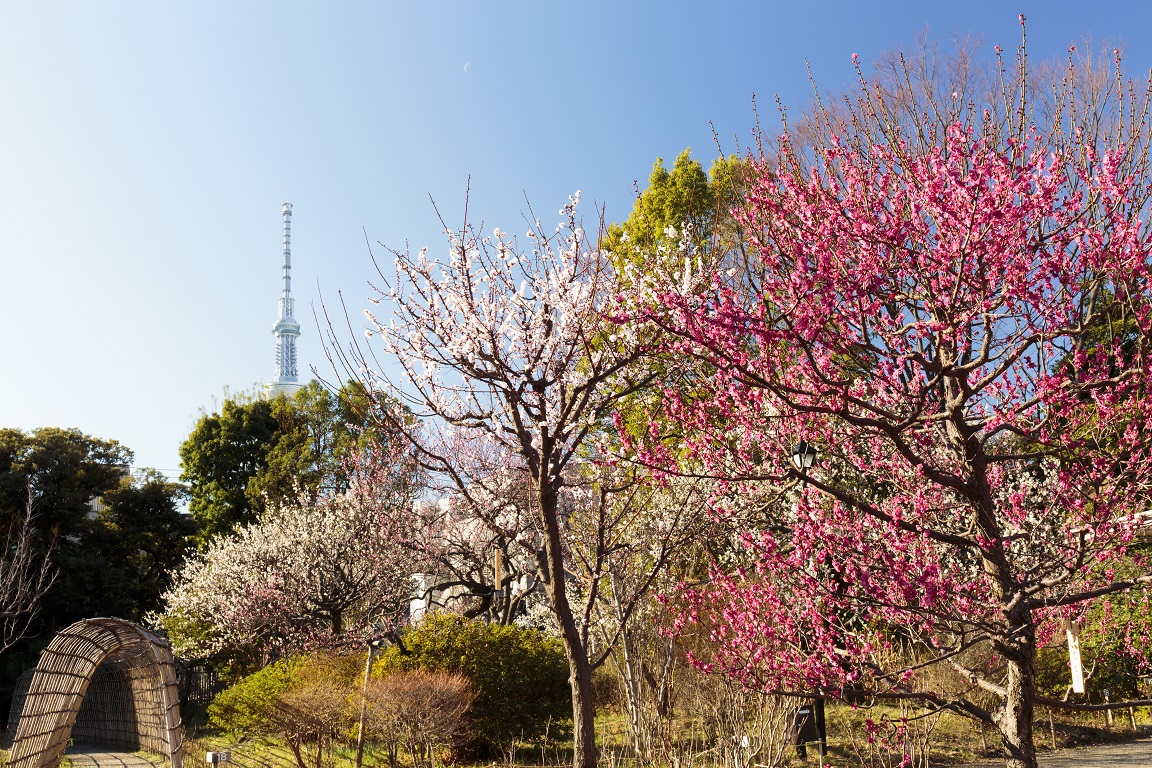 国指定名勝・史跡「向島百花園」で「梅まつり」開催！2月7日から