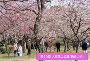 さいたま市「第40回 大宮第二公園 梅まつり」開催します！2/14日～
