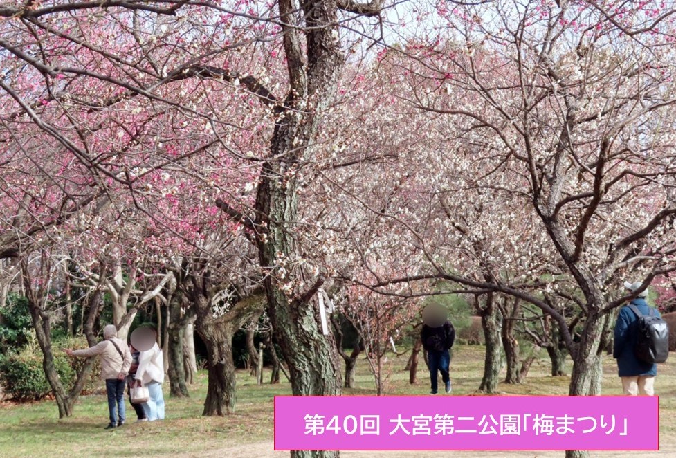 さいたま市「第40回 大宮第二公園 梅まつり」開催します！2/14日～