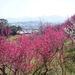 淡路島・広田梅林ふれあい公園で「梅まつり」開催中！3/8日まで