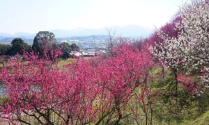 淡路島・広田梅林ふれあい公園で「梅まつり」開催中！3/8日まで
