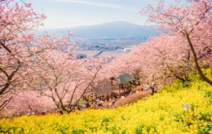 松田町・西平畑公園で「まつだ桜まつり」2月7日～開催します！