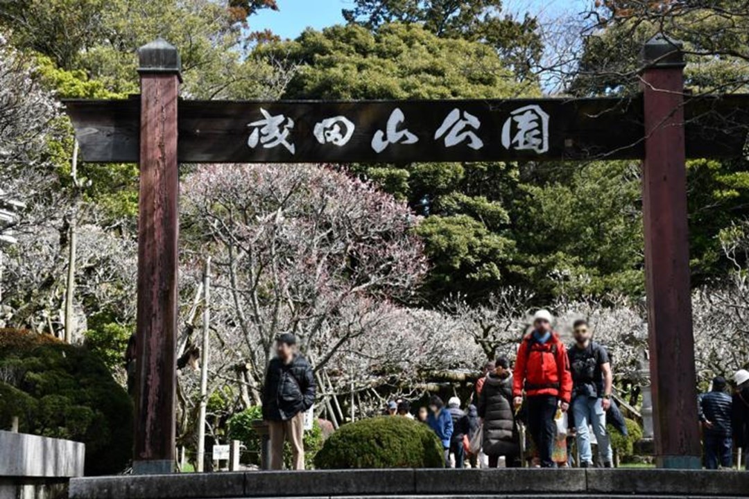 千葉・成田山公園で、恒例の「成田の梅まつり」開催！2/14日～