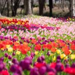 武蔵丘陵森林公園で「早春フェスタ」2/14～開幕！体験型イベントも