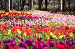 武蔵丘陵森林公園で「早春フェスタ」2/14～開幕！体験型イベントも