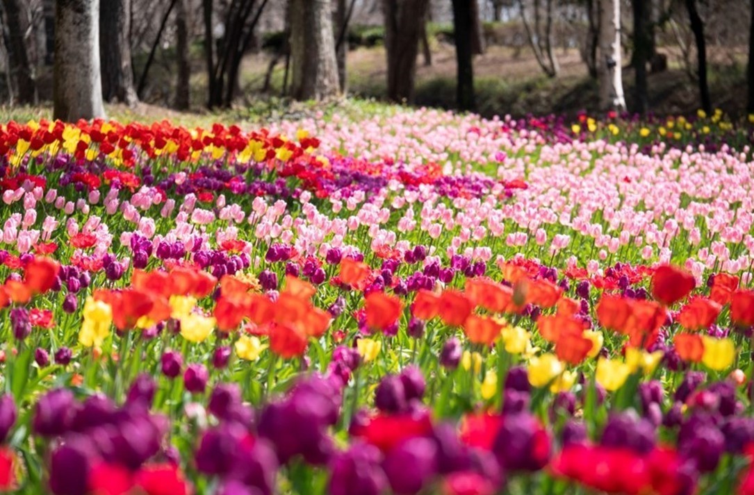 武蔵丘陵森林公園で「早春フェスタ」2/14～開幕！体験型イベントも