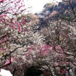 熱海梅園「梅まつり」開催！早咲きの名所に約60品種・469本の梅！