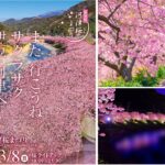 伊豆「第36回 河津桜まつり」2/7日より開催！ライトアップも必見