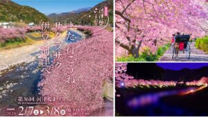 伊豆「第36回 河津桜まつり」2/7日より開催！ライトアップも必見