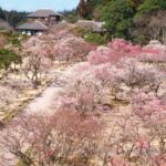 日本三名園、水戸の「偕楽園」で、昨年より3週間も早く梅が開花？