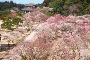日本三名園、水戸の「偕楽園」で、昨年より3週間も早く梅が開花？