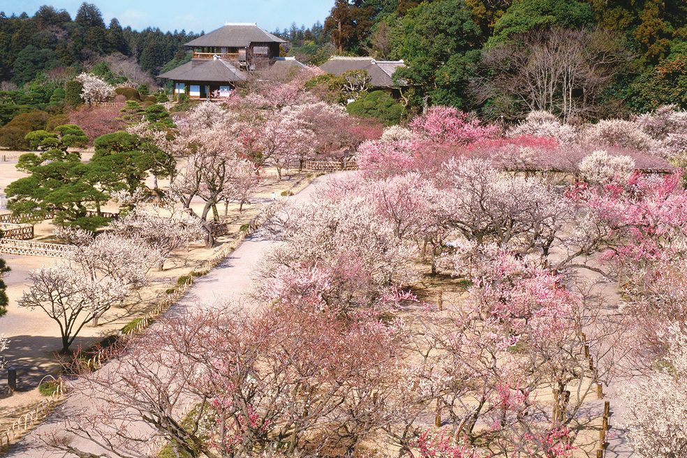 日本三名園、水戸の「偕楽園」で、昨年より3週間も早く梅が開花?