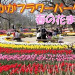 栃木・あしかがフラワーパークで「春の花まつり」開催！4/10日まで