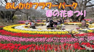 栃木・あしかがフラワーパークで「春の花まつり」開催！4/10日まで