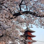 東京都・大田区で「おおたの桜を楽しもう2026」3/16日～開催！