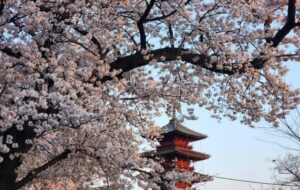 東京都・大田区で「おおたの桜を楽しもう2026」3/16日～開催！