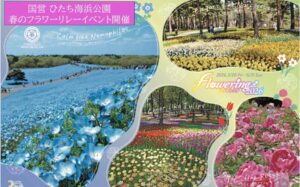 ひたち海浜公園、春のフラワーイベント「フラワリング2026」開始!