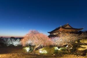 兵庫「世界の梅公園」で夜間のライトアップ開始！ 7日～ 4日開催