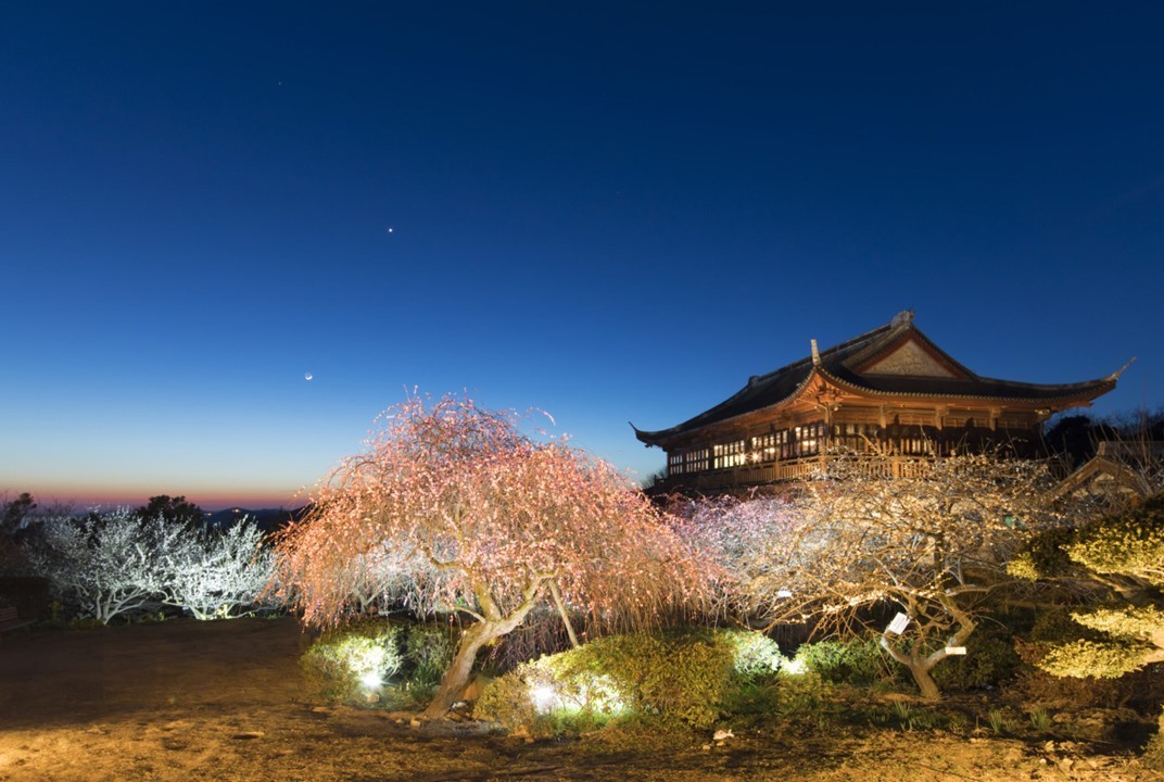 兵庫「世界の梅公園」で夜間のライトアップ開始！ 7日～ 4日開催