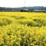 今治・大西町の春の風物詩　田んぼ一面が黄色のじゅうたんに！