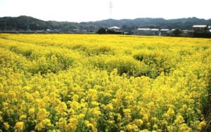今治・大西町の春の風物詩　田んぼ一面が黄色のじゅうたんに！