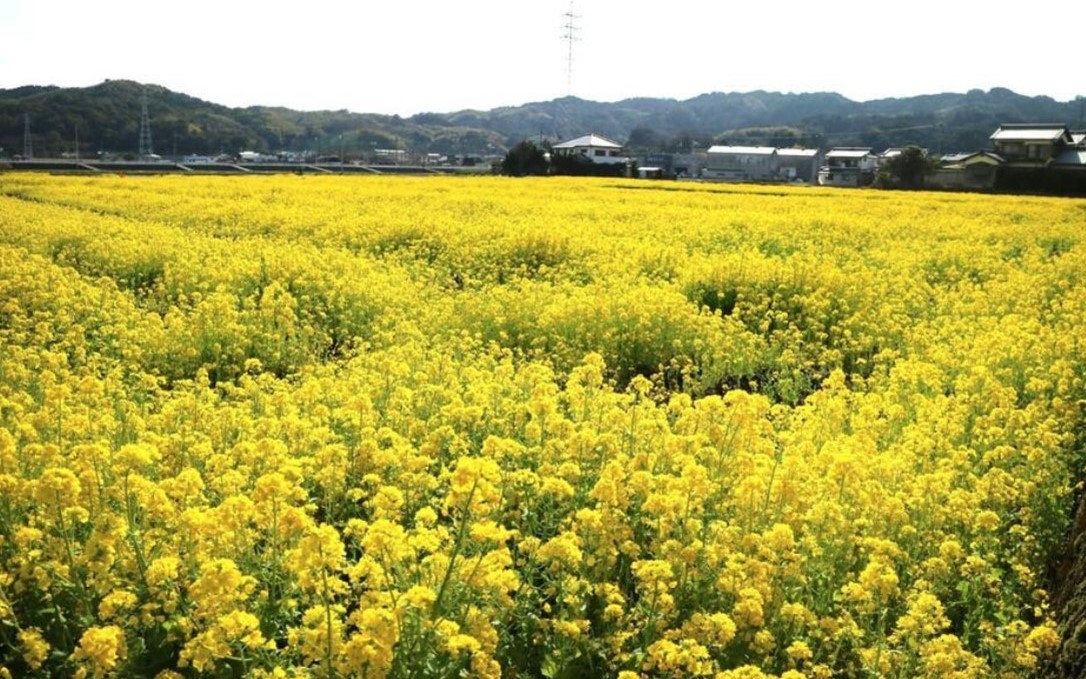 今治・大西町の春の風物詩　田んぼ一面が黄色のじゅうたんに！