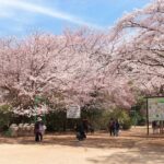 日本さくら名所100選、千葉・清水公園で「さくらまつり」開催！3/14日～