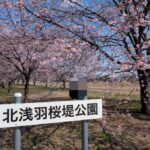 埼玉・坂戸市で「坂戸にっさい桜まつり」3/14日～スタート！